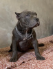 Photo №1. american bully - for sale in the city of Belgrade | negotiated | Announcement № 108285