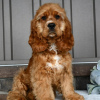 Photo №4. I will sell english cocker spaniel in the city of Bogotá. private announcement - price - 200$