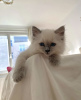 Photo №4. I will sell ragdoll in the city of Гамбург. private announcement, breeder - price - 423$