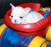 Photo №4. I will sell french bulldog in the city of Ingolstadt. private announcement - price - 260$