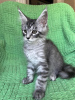 Photo №1. maine coon - for sale in the city of Hagen | 370$ | Announcement № 113151