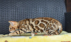 Additional photos: Pedigree bengal kittens