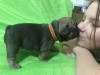 Photo №2 to announcement № 9214 for the sale of french bulldog - buy in Ukraine private announcement