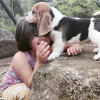 Additional photos: 12 week old Boy and girl beagle puppies looking for their new homes