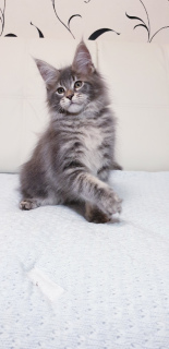 Photo №2 to announcement № 3390 for the sale of maine coon - buy in Russian Federation from nursery
