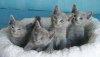 Photo №1. russian blue - for sale in the city of Prague | negotiated | Announcement № 95266