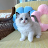 Photo №2 to announcement № 99299 for the sale of ragdoll - buy in United States private announcement
