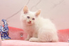 Photo №1. siberian cat - for sale in the city of Гамбург | 370$ | Announcement № 112418