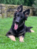 Photo №2 to announcement № 68531 for the sale of german shepherd - buy in Poland private announcement, breeder