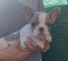 Photo №4. I will sell french bulldog in the city of Belgrade.  - price - negotiated