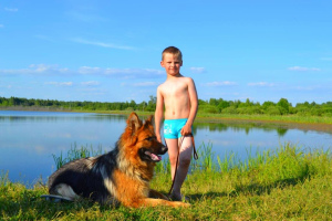 Photo №4. I will sell german shepherd in the city of Moscow. private announcement - price - Negotiated