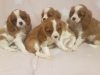 Photo №1. cavalier king charles spaniel - for sale in the city of Augustów | 473$ | Announcement № 13598