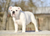 Photo №4. I will sell english bulldog in the city of Tallinn. from nursery - price - 1796$