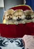 Photo №1. pomeranian - for sale in the city of Minsk | 250$ | Announcement № 92420