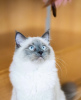 Photo №4. I will sell birman in the city of Munich.  - price - 317$