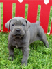 Photo №1. cane corso - for sale in the city of Nuremberg | negotiated | Announcement № 109175