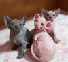 Photo №1. sphynx cat - for sale in the city of Zagreb | 250$ | Announcement № 115351