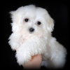 Photo №2 to announcement № 97607 for the sale of maltese dog - buy in United States 