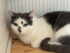 Additional photos: A wonderful young cat Elechka is looking for a home and a loving family!