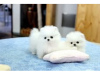 Photo №2 to announcement № 10726 for the sale of pomeranian - buy in Russian Federation private announcement