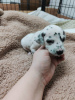 Additional photos: Stunning Dalmatian Puppies black or liver spots