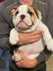 Additional photos: English bulldog