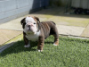 Photo №1. english bulldog - for sale in the city of Santa Fe Springs | 400$ | Announcement № 100201