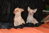 Photo №4. I will sell chihuahua in the city of Krivoy Rog.  - price - 467$