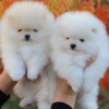 Photo №1. pomeranian - for sale in the city of Гамбург | 475$ | Announcement № 80861