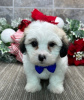 Photo №2 to announcement № 84257 for the sale of coton de tulear - buy in United States breeder