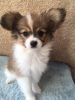 Photo №1. papillon dog - for sale in the city of Гауда | 317$ | Announcement № 109050