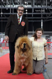 Photo №1. tibetan mastiff - for sale in the city of Москва | 2364$ | Announcement № 1320