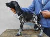 Photo №1. german shorthaired pointer - for sale in the city of Lapovo | negotiated | Announcement № 117598