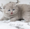 Photo №2 to announcement № 108933 for the sale of british shorthair - buy in Germany private announcement, breeder