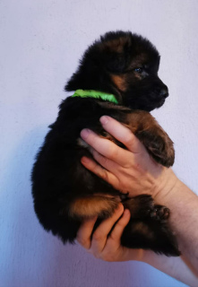Photo №4. I will sell german shepherd in the city of Москва. private announcement, from nursery - price - Negotiated