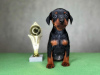 Photo №2 to announcement № 98897 for the sale of miniature pinscher - buy in Germany breeder