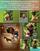 Photo №1. boxer - for sale in the city of Tashkent | negotiated | Announcement № 111313