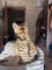 Additional photos: Bengal kitten