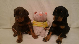 Additional photos: Doberman puppies