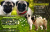 Photo №4. I will sell pug in the city of Minsk. from nursery - price - 792$