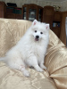 Photo №1. japanese spitz - for sale in the city of Vitebsk | 500$ | Announcement № 54864