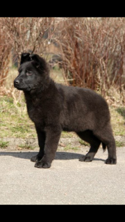 Photo №3. Thoroughbred Puppies of the Black German Shepherd Dog. Russian Federation