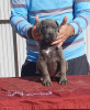 Photo №3. Cane corso. Serbia