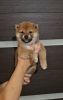 Photo №2 to announcement № 78890 for the sale of shiba inu - buy in Russian Federation breeder