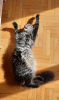 Photo №4. I will sell maine coon in the city of Belgrade. from nursery - price - negotiated