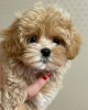 Additional photos: Beautiful maltipoo puppies.