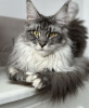 Photo №2 to announcement № 105202 for the sale of maine coon - buy in Germany breeder