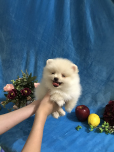 Additional photos: Pomeranian Spitz