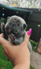 Photo №2 to announcement № 100590 for the sale of french bulldog - buy in Ukraine private announcement