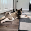 Photo №4. I will sell akita in the city of New York. private announcement, breeder - price - negotiated